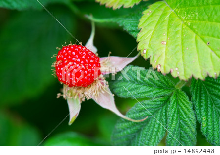 クサイチゴ-Rubus hirsutus 14892448