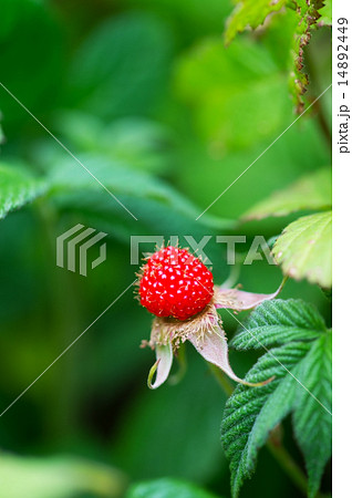 クサイチゴ-Rubus hirsutus 14892449