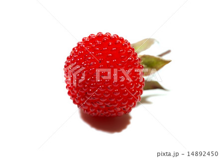 クサイチゴ-Rubus hirsutus 14892450