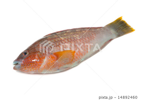 ホシササノハベラ-Pseudolabrus sieboldii ホシササノハベラ-Pseudolabrus sieboldii 14892460