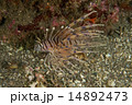 ハナミノカサゴ-Pterois volitans 14892473
