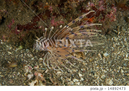 ハナミノカサゴ-Pterois volitans ハナミノカサゴ-Pterois volitans 14892473
