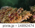 オニカサゴ-Scorpaenopsis cirrhosa 14892474