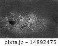 ダテハゼ-Amblyeleotris japonica 14892475