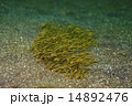 ゴンズイ-Plotosus lineatus 14892476