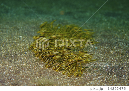 ゴンズイ-Plotosus lineatus 14892476