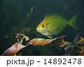 アイゴ-Siganus fuscescens 14892478
