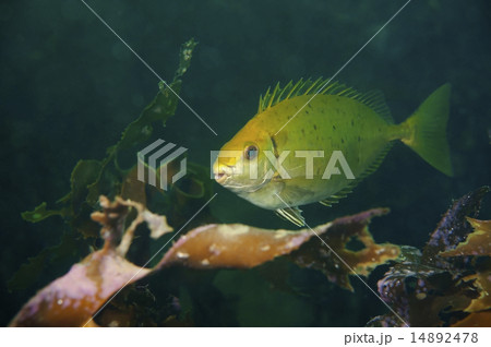 アイゴ-Siganus fuscescens 14892478