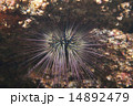 ガンガゼ-Diadema setosum 14892479