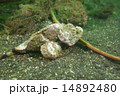 サツマカサゴ-Scorpaenopsis neglecta 14892480