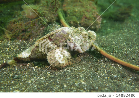 サツマカサゴ-Scorpaenopsis neglecta 14892480