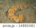 トラフナマコ-Holothuria pervicax 14892481