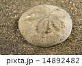 タコノマクラ-Clypeaster japonicus 14892482