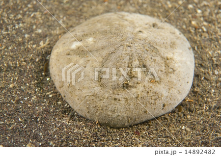 タコノマクラ-Clypeaster japonicus タコノマクラ-Clypeaster japonicus 14892482