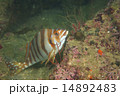タカノハダイ-Goniistius zonatus 14892483