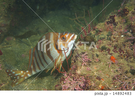 タカノハダイ-Goniistius zonatus 14892483