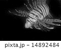 ミノカサゴ-Pterois lunulata 14892484