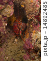 イセエビ-Panulirus japonicus 14892485