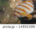 タカノハダイ-Goniistius zonatus 14892486