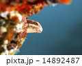 ニジギンポ-Petroscirtes breviceps 14892487