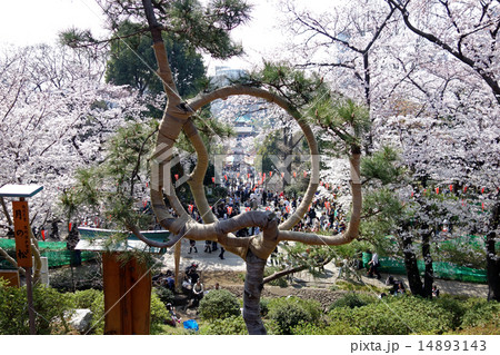 寛永寺の清水観音堂の月の松と桜 14893143