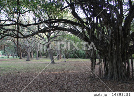 Nature Park Trees 14893281