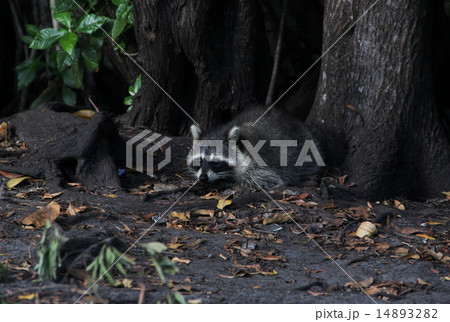 Raccoon 14893282