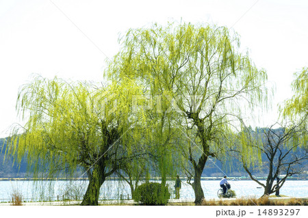 しだれ柳　柳 14893297
