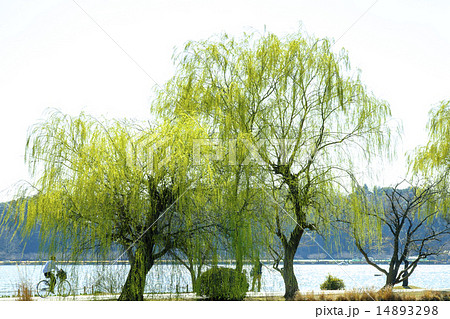 しだれ柳　柳 14893298