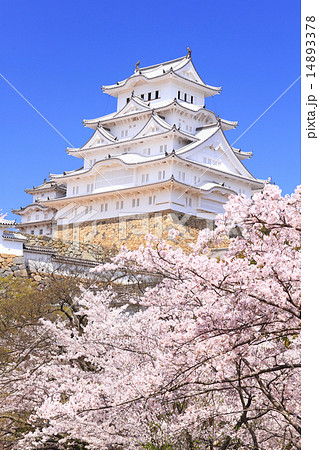 4月兵庫 保存修理工事完了後の姫路城連立式天守群と桜 14893378