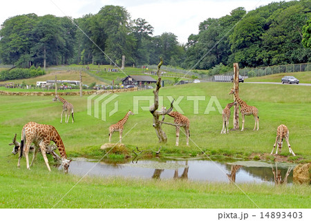 Giraffes Safari Park 14893403