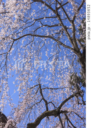 身延山久遠寺の枝垂れ桜 14893652