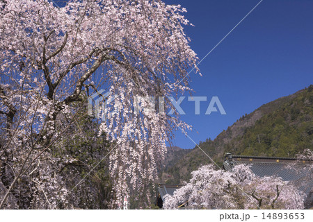 身延山久遠寺の枝垂れ桜 身延山久遠寺の枝垂れ桜 14893653