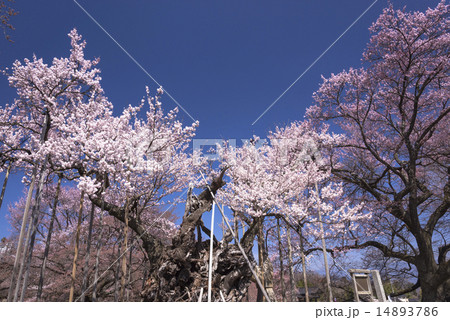 山高神代桜 14893786