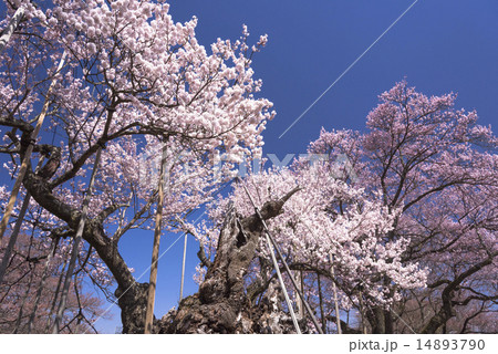 山高神代桜 山高神代桜 14893790