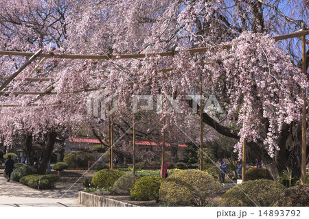 山高神代桜 山高神代桜 14893792