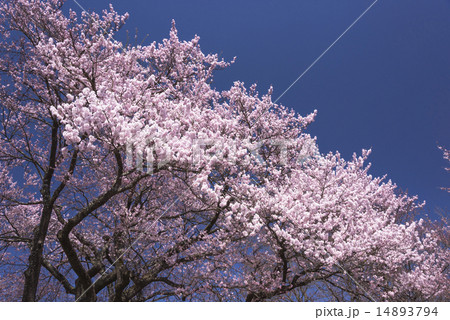 山高神代桜 山高神代桜 14893794