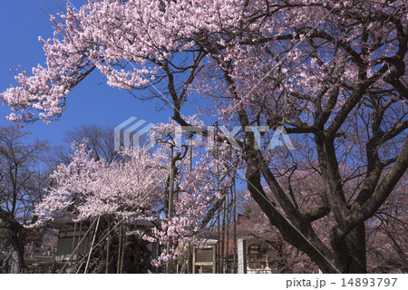 山高神代桜 山高神代桜 14893797
