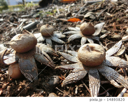 ツチグリ 14893820