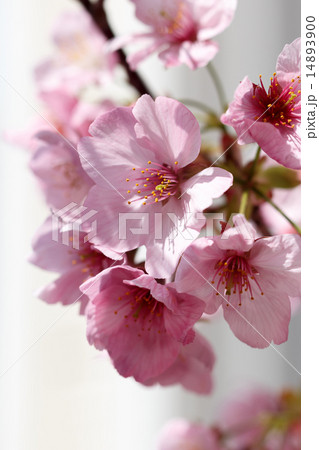 桜 14893900