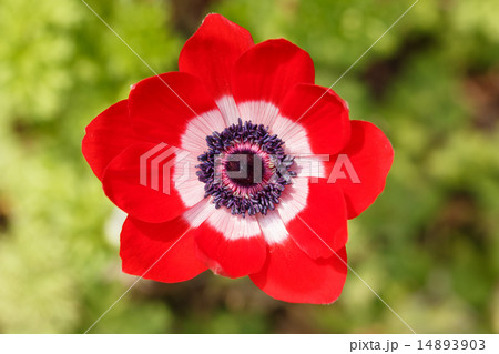 アネモネ 14893903