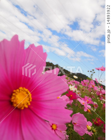 コスモス コスモス 14893922