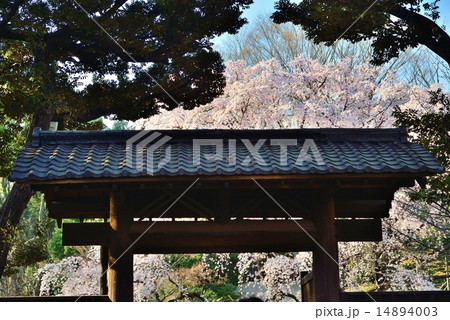 六義園の内庭大門と枝垂れ桜 14894003