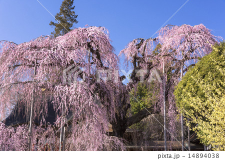 慈雲寺のいとざくら 14894038