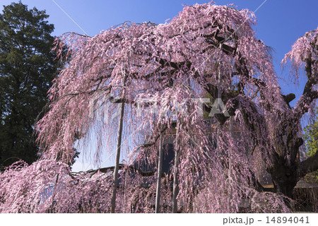 慈雲寺のいとざくら 14894041