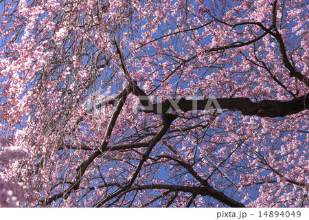 慈雲寺のいとざくら 14894049