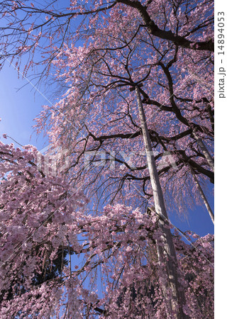 慈雲寺のいとざくら 14894053