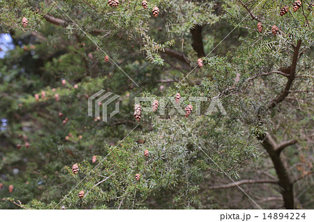 ツガの実 14894224