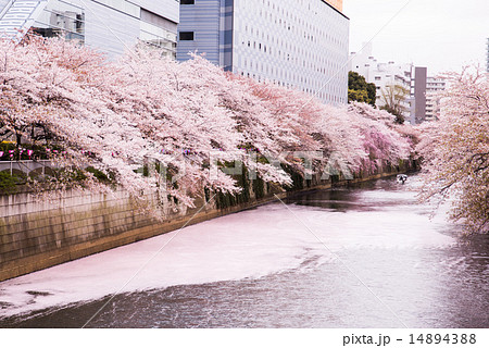 目黒川の桜 花筏の写真素材 1443