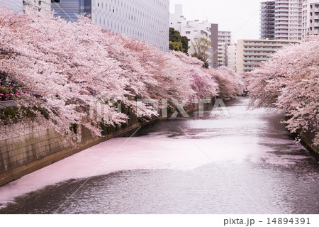 目黒川の桜 花筏の写真素材